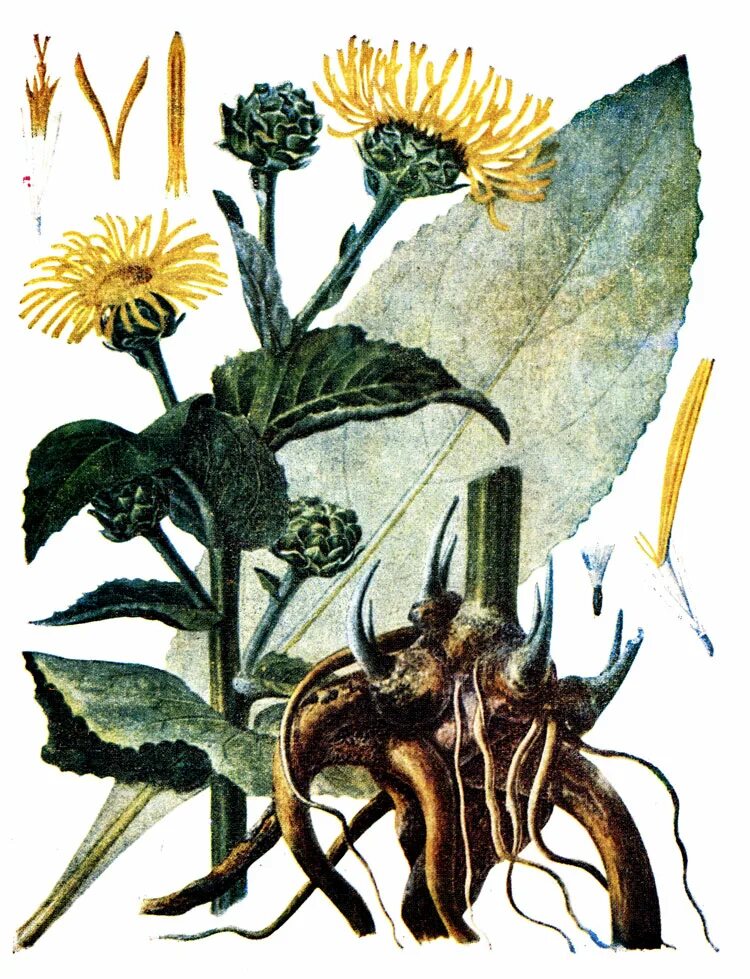 Девясил высокий сырье. Девясила корневища и корни. Девясил красногорсклексредства. Девясил корень. Корневища девясила.