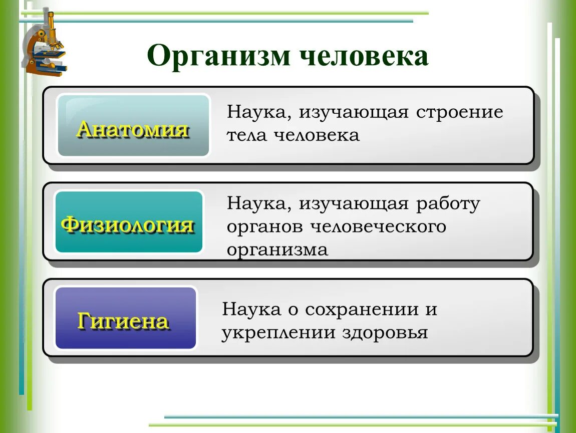 Какая наука изучает рост клетки. Наука изучающая строение тела человека. Науки изучающие организм человека. Какая наука изучает работу органов человека. Организм человека изучают науки физиология анатомия.