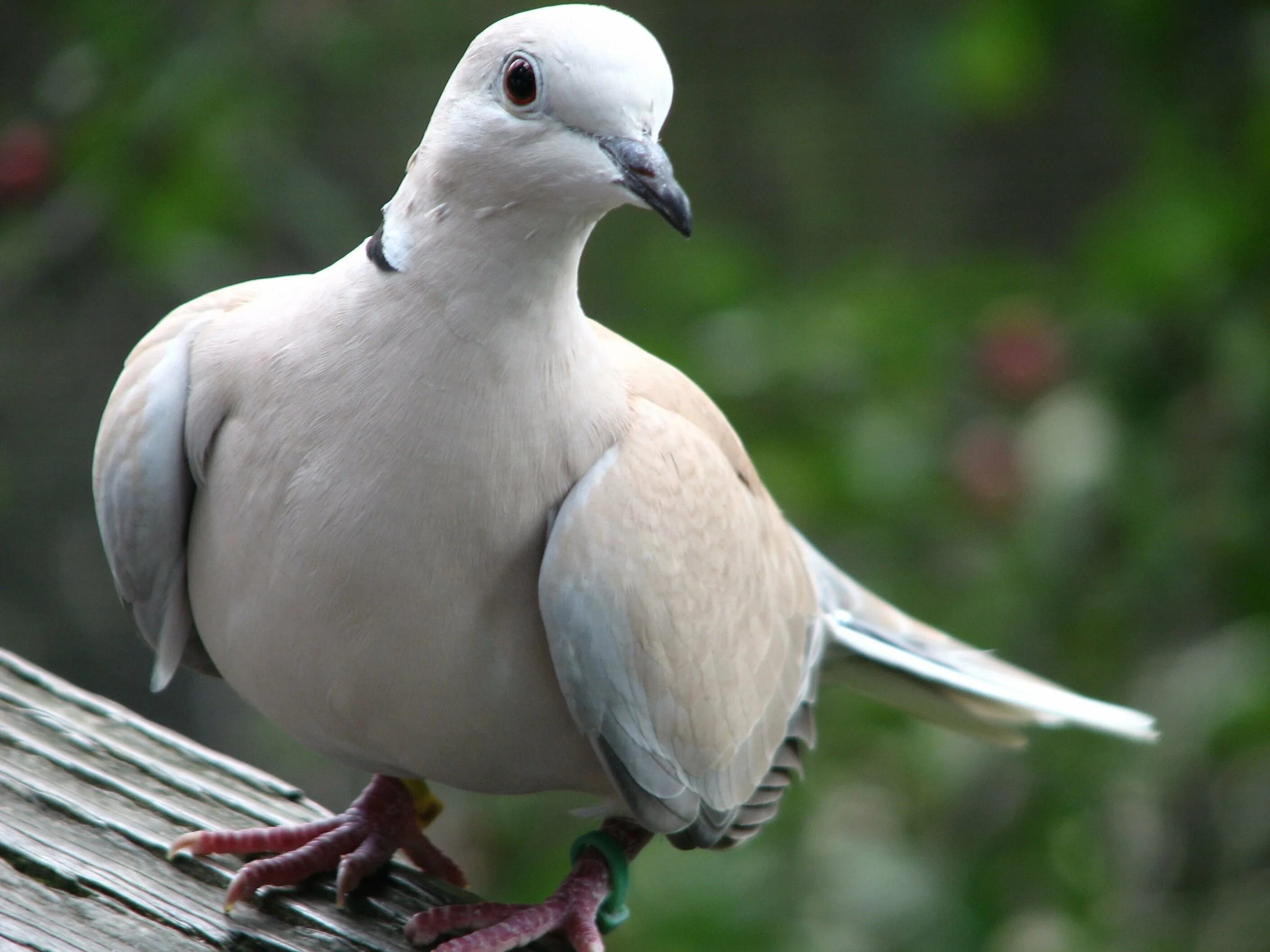 Дикий голубь Горлица голос. Barbary dove. Горлица серая. Горлица Крымская.