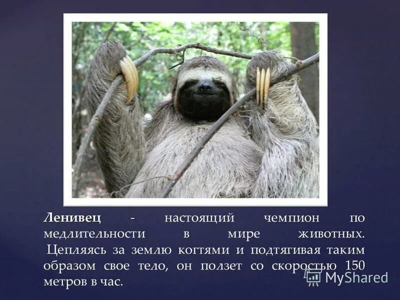 интересные факты о ленивцах. на каком материке обитает ленивец. австралийский ленивец. где живёт ленивец на каком материке. трехпалый ленивец (bradypus tridactylus).