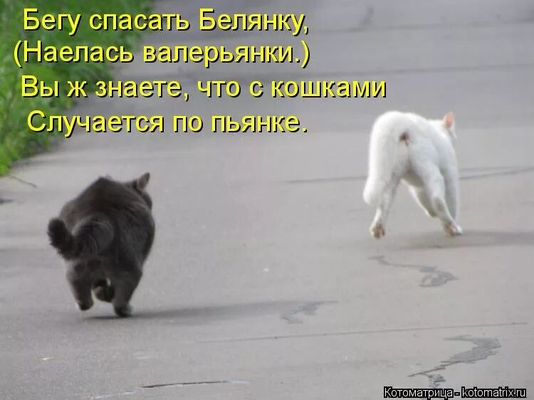 бегуны на закате. мы бежим по жизни не жалея ног стих. девушка в нижнем белье на пробежке. давай бегом. кот несется.