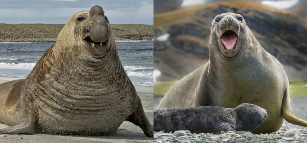 The little seal is laughing at us. Половой диморфизм у животных. Половой диморфизм млекопитающих. Морской слон мультик. Морской слон половой диморфизм.