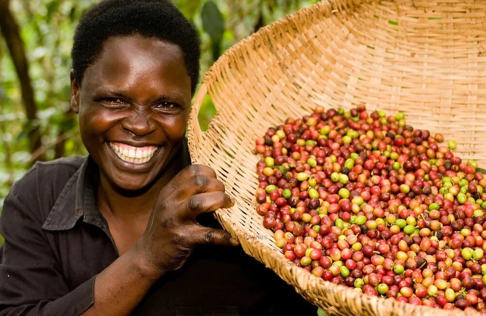 Эфиопия какая экономика. Эфиопия кофейные плантации. Уганда плантации кофе. Кот ДИВУАР кофе. Плантации кофе в Эфиопии.