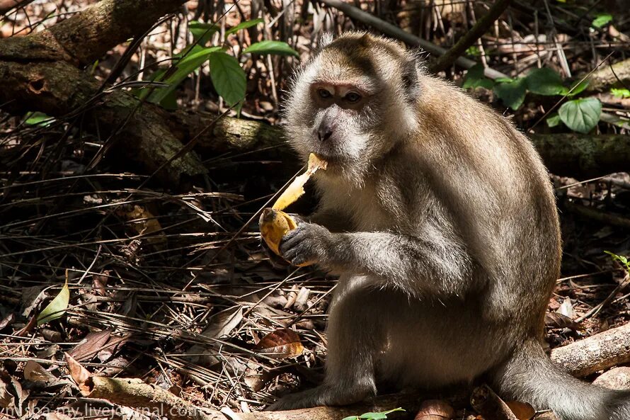 Обезьяны 1 класс. Шри Ланка обезьяны. Породы обезьян на Шри Ланке. Первые приматы. Очковый тонкотел.