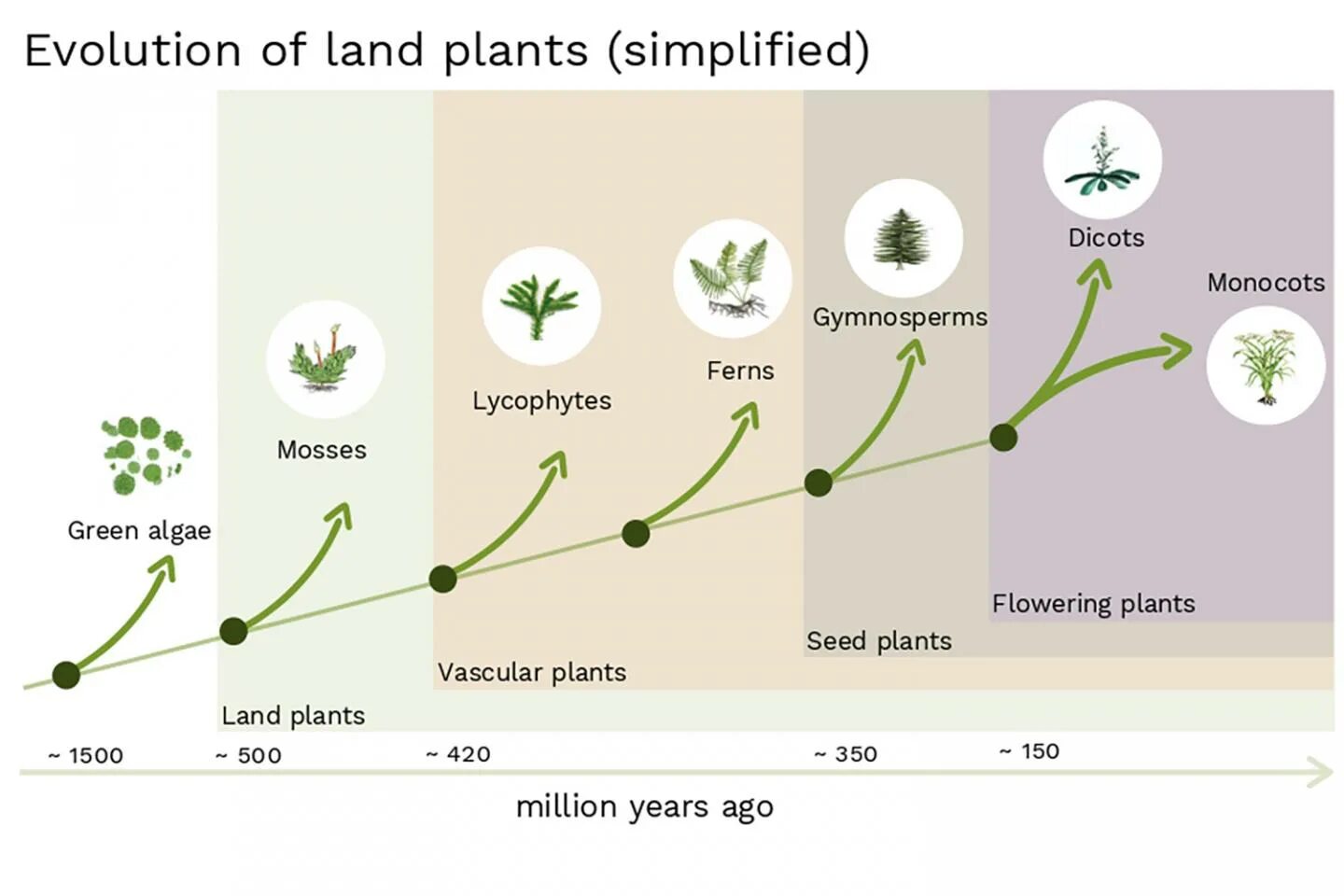 Растения. Land plants diversity. Land plant. Маршанция мох. Почва.