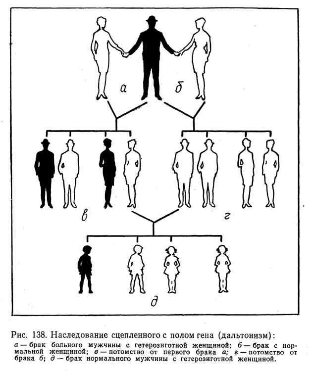 Дальтонизм генетика Тип наследования. Передача дальтонизма по наследству схема. Схема наследования дальтонизма у человека. Наследование сцепленное с полом схема. Шизофрения передается по наследству какой линии