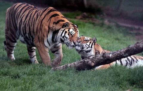 Tigers тигры