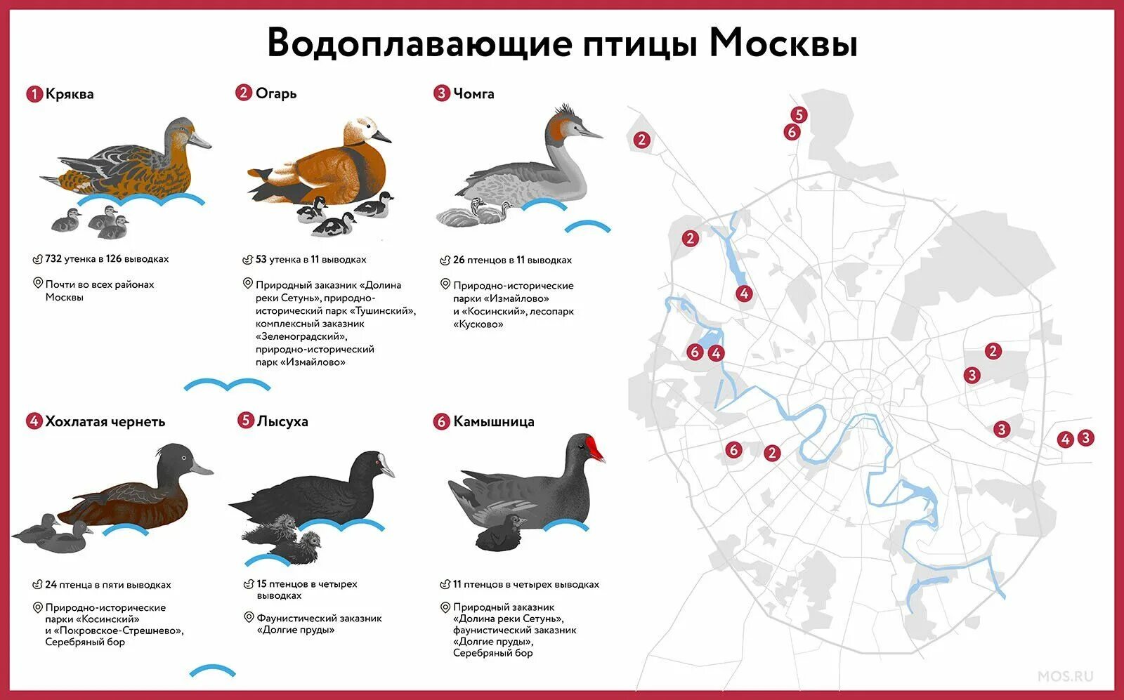 В каких районах обитаешь. Водоплавающие птицы названия. Водные птицы список. Где обитают водоплавающие птицы. Карта водоплавающих птиц.
