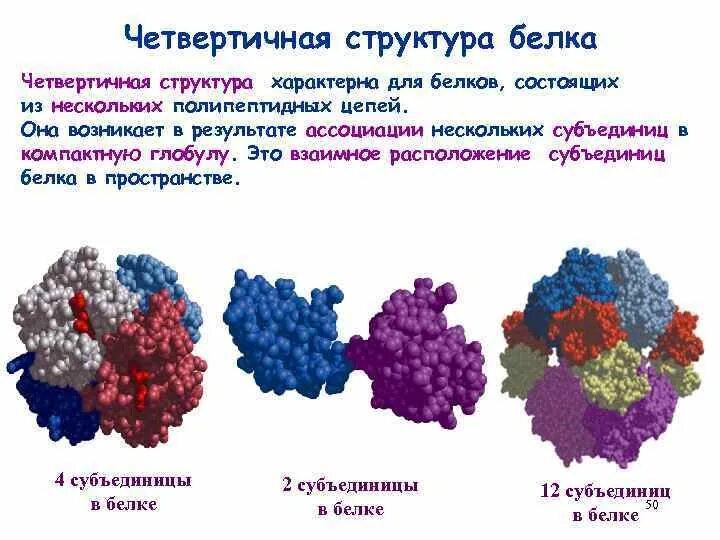 Белок четвертичной структуры. Четвертичная структура белков. Четвертичная структура белка строение. Примеры белков с четвертичной структурой.