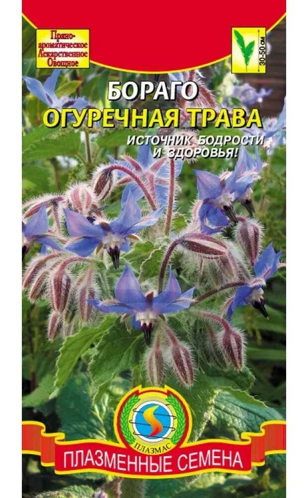 Бораго огуречная трава сочи. Огуречная трава ручеек (0,5г). Огуречная трава семена. Семена бораго огуречная трава. Огуречная трава семена.