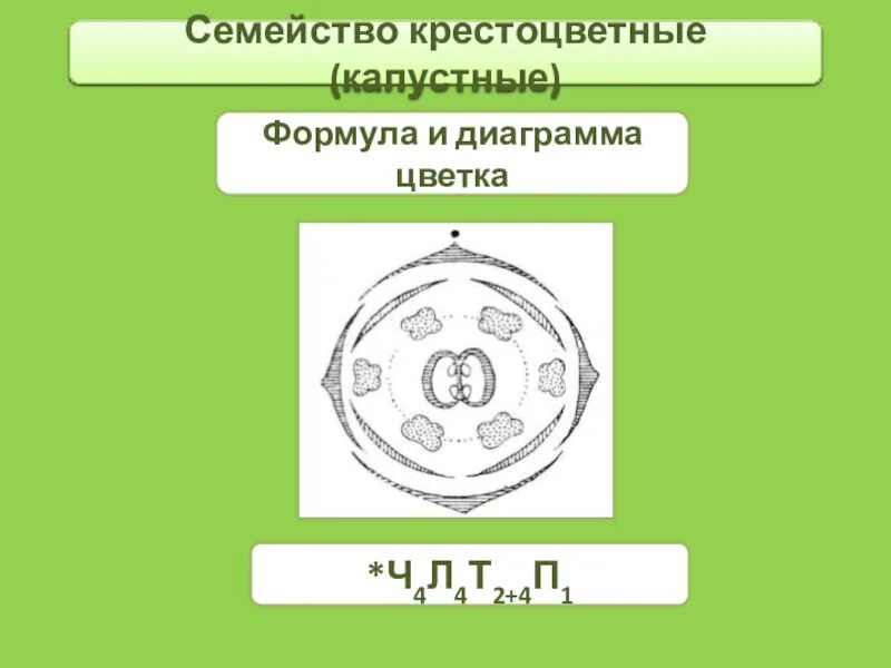 Ч4л4т4 2п1 формула какого цветка. Семейство крестоцветные диаграмма цветка. Диаграмма крестоцветных цветков. Диаграмма семейства крестоцветных. Диаграмма цветка крестоцветных.