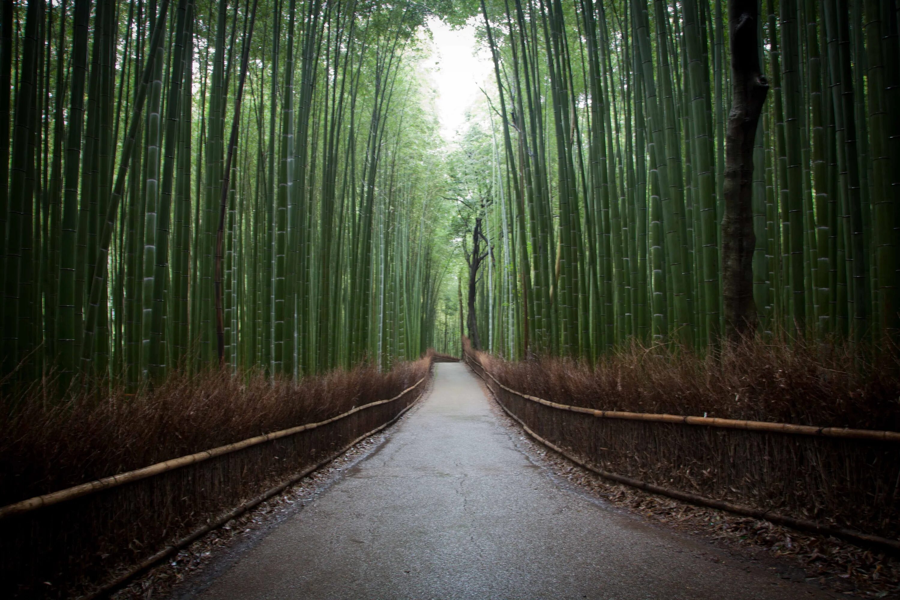 English path. Long path. саванна джорджия. дорога в лесу. мост страха.