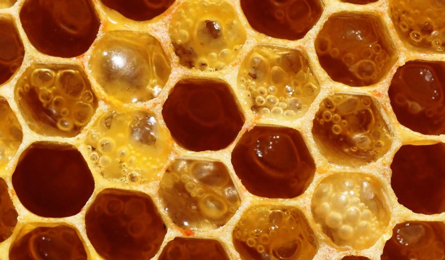 Воск в сотах. Соты пчелиные. Мёд в сотах. Медовые соты. Пчелиный воск.