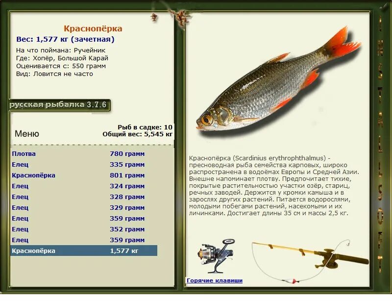 семейство карповых какие рыбы