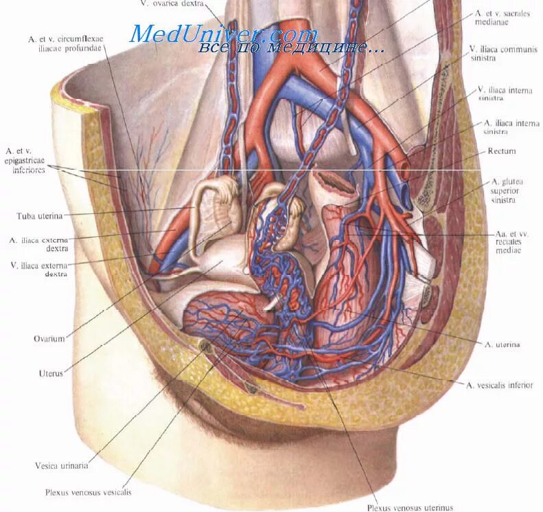 Подвздошная Вена малого таза. Подвздошная Вена анатомия. Подвздошные вены анатомия. Кровоснабжение таза анатомия. Кровообращение малого таза у женщин