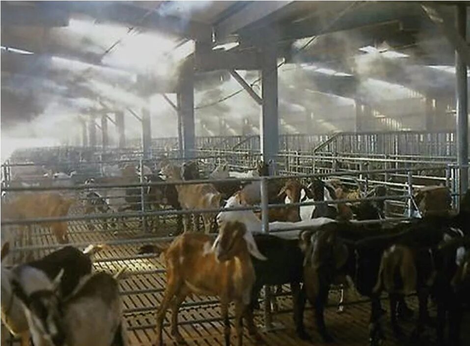 Воздух животноводческих помещений. Система туманообразования в коровнике. Пыль в животноводческом помещении. Система туманообразования для животноводства. Система охлаждения в коровнике.