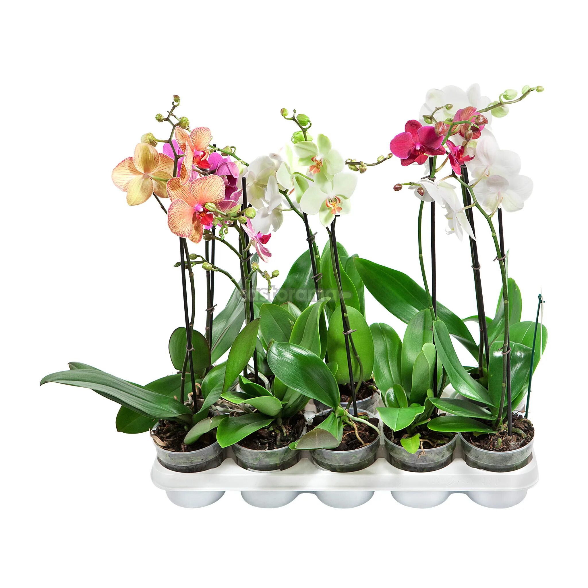 Орхидея купить в туле. Орхидея микс d12 h40. Орхидея фаленопсис d12 h50. Фаленопсис 1 ствол. Орхидея фаленопсис Оби.