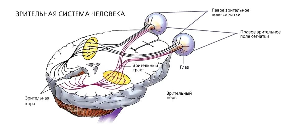Зрительный нерв в головном мозге. Зрительная система анатомия глаза. Зрительная система в мозге человека схема. Зрительная сенсорная система зрительный нерв. Нервная система глаза человека анатомия.