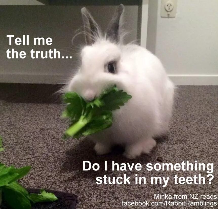 Rabbit memes. Смешные кролики. Мемы с кроликами. Смешные кролики с надписями. Смешной кролик Мем.