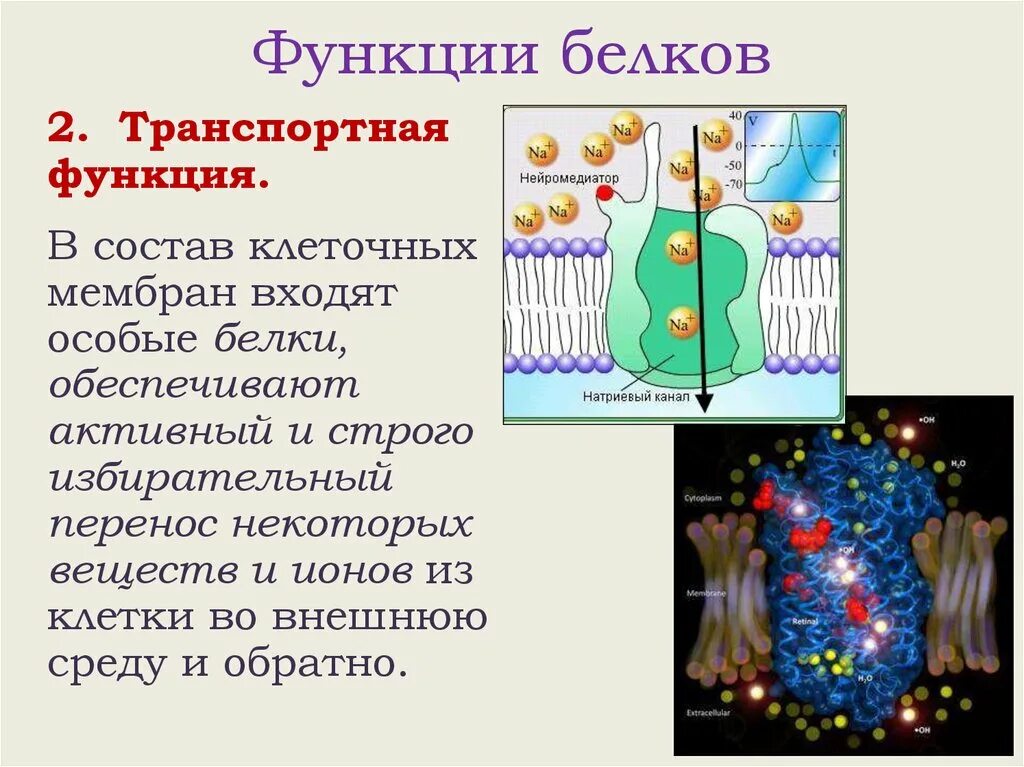 Название функций белка. Функции белков. Белки в составе клетки. Функции белков в клеточной мембране.