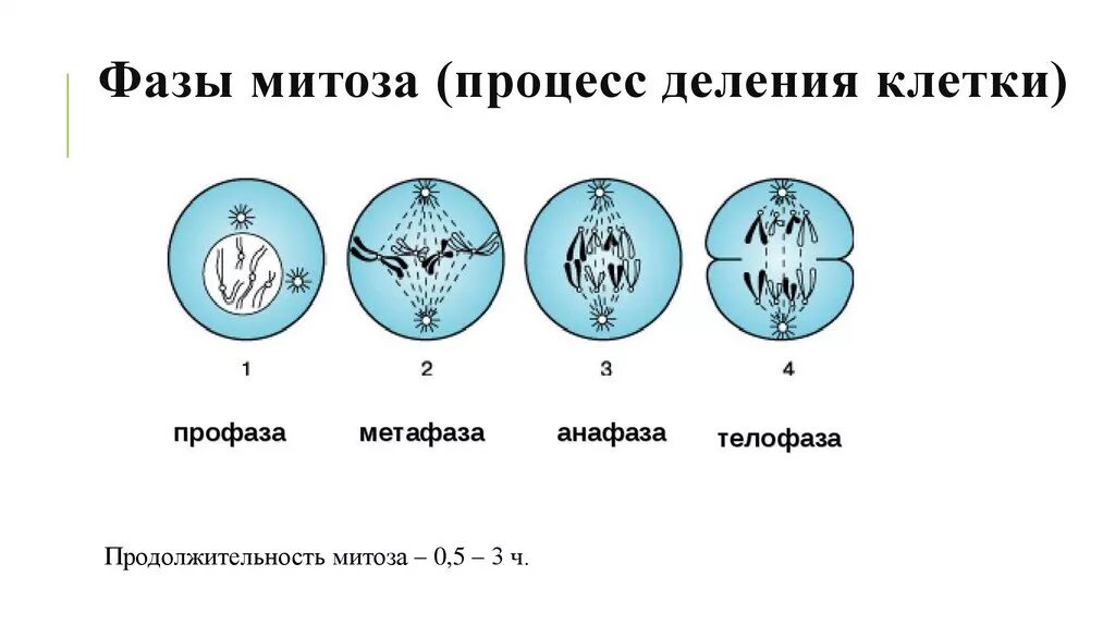 Фазы деления клетки митоз рисунок. Этапы деления клетки фазы. Фазы деления клетки таблица. Фазы деления клетки схема. Биология 9 класс митоз