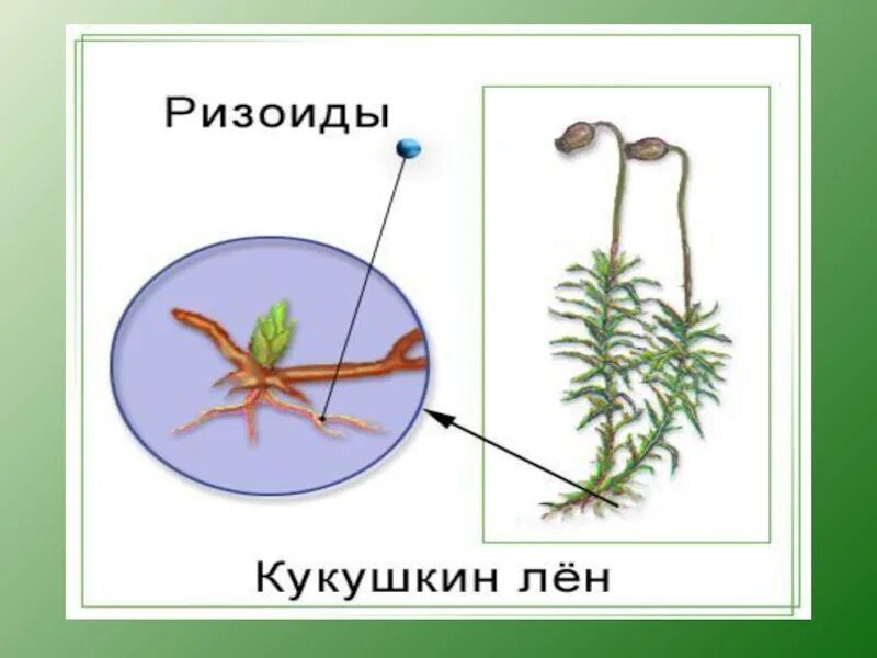 Органы зеленого мха. Ризоиды Кукушкин лен. Ризоиды у мхов. Сфагнум ризоиды. Ризоиды у Кукушкина льна.