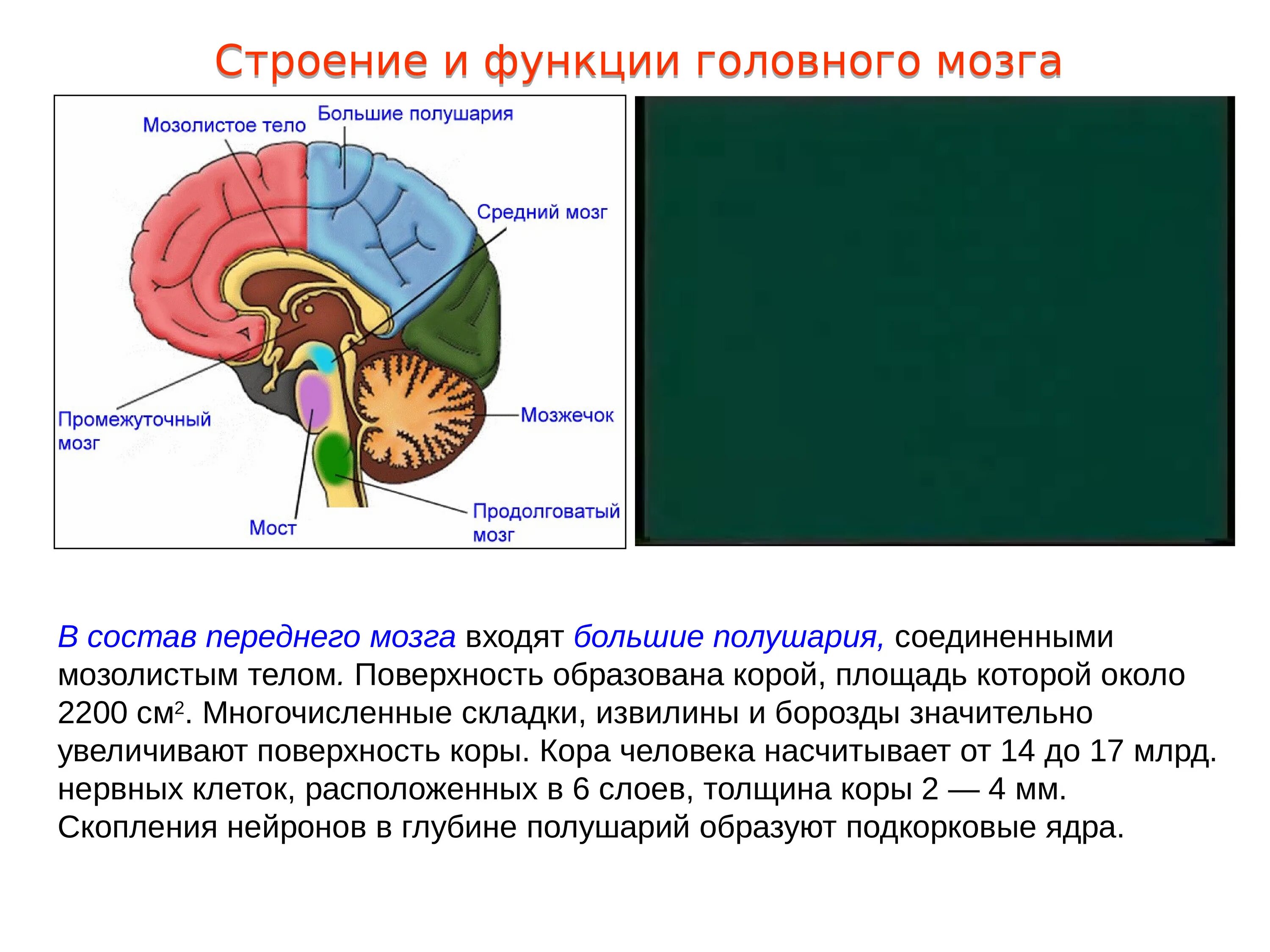 Строение и функции больших полушарий переднего мозга. Функции промежуточного и большого полушария головного мозга. Большие полушария переднего мозга строение и функции. Строение и функции мозолистого тела головного мозга. Большие полушария головного мозга функции и строение