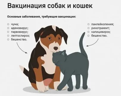 Можно ли гулять без прививки от бешенства