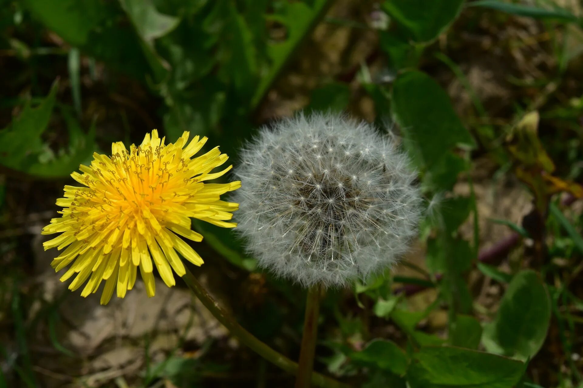 Одуванчик лекарственный – Taraxacum officinale. Одуванчик Куваева. Лист Taraxacum officinale. Одуванчик Крымский. Покажи цветок одуванчик