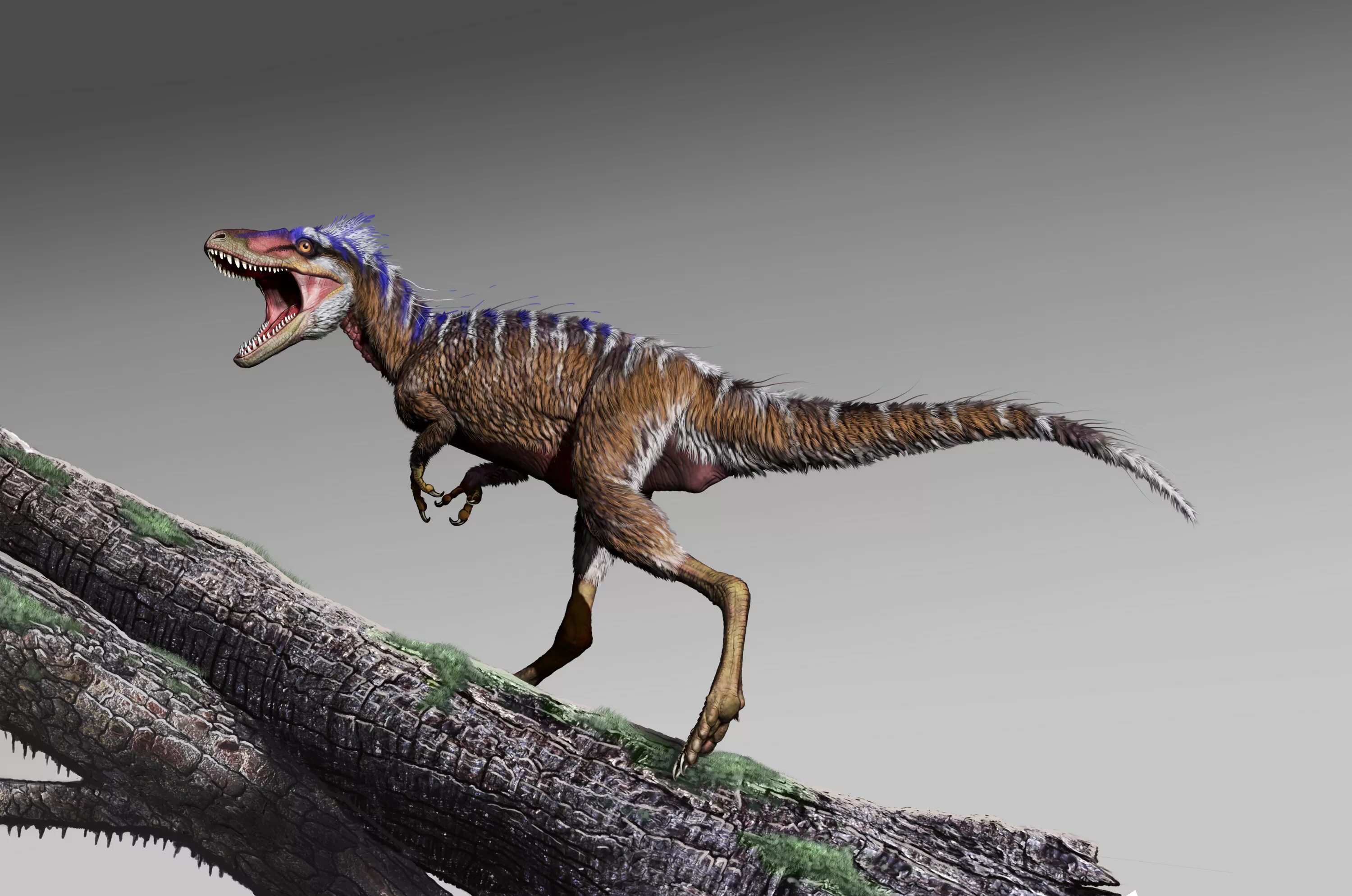 Тираннозавр картинки. Динозавр ти рекс. Эволюция тираннозавра Рекса. Королевский Тираннозавр. Предки тираннозавра Рекса.
