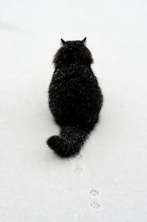 Кошка спиной