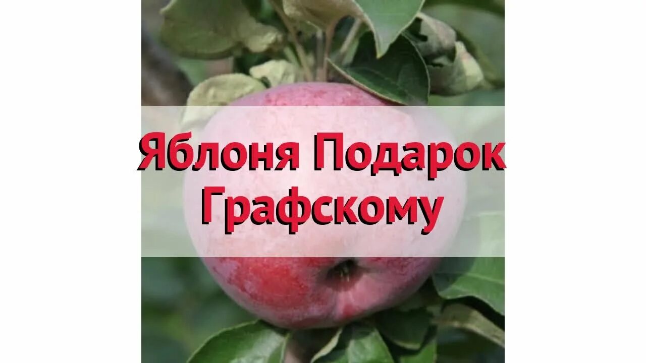 Яблоня подарок графскому. Саженец яблони подарок графскому. Сорт яблони подарок графскому. Сорт яблок подарок графскому.