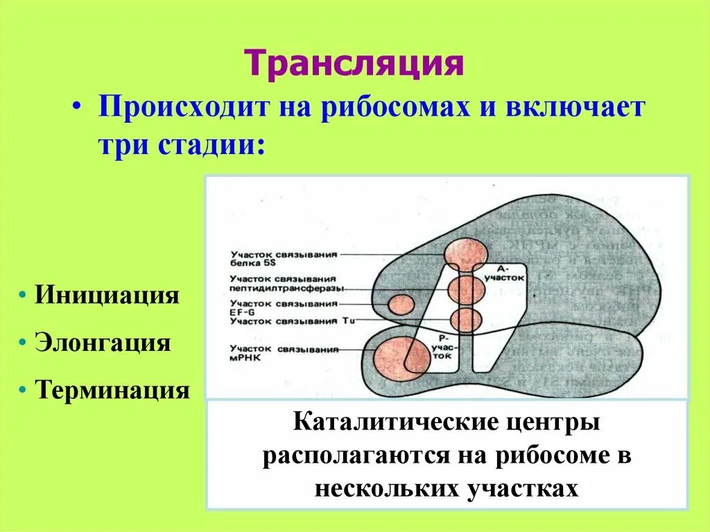 В рибосомах происходит