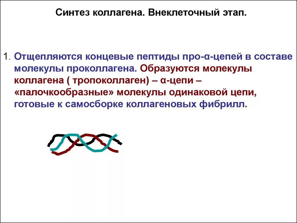 Внеклеточный этап синтеза коллагена. Внеклеточный этап Биосинтез коллагена. Внеклеточные стадии синтеза коллагена. Внеклеточный этап синтеза коллагена схема.