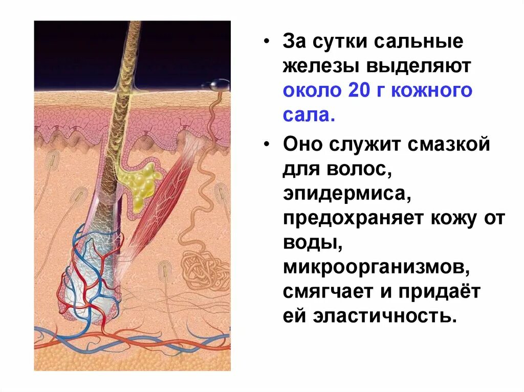 Печень сальные железы. Сальные железы анатомия.