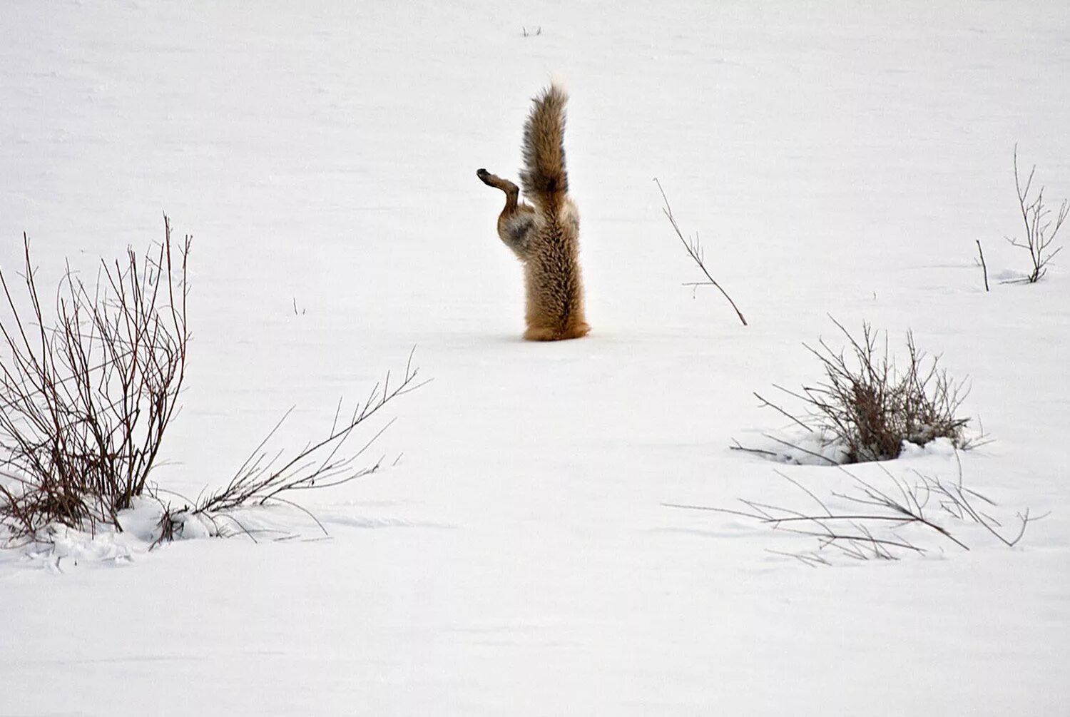 лиса мышкует зимой. лиса головой в снегу. пантера луна домашняя. зимние котики. собака зимой.