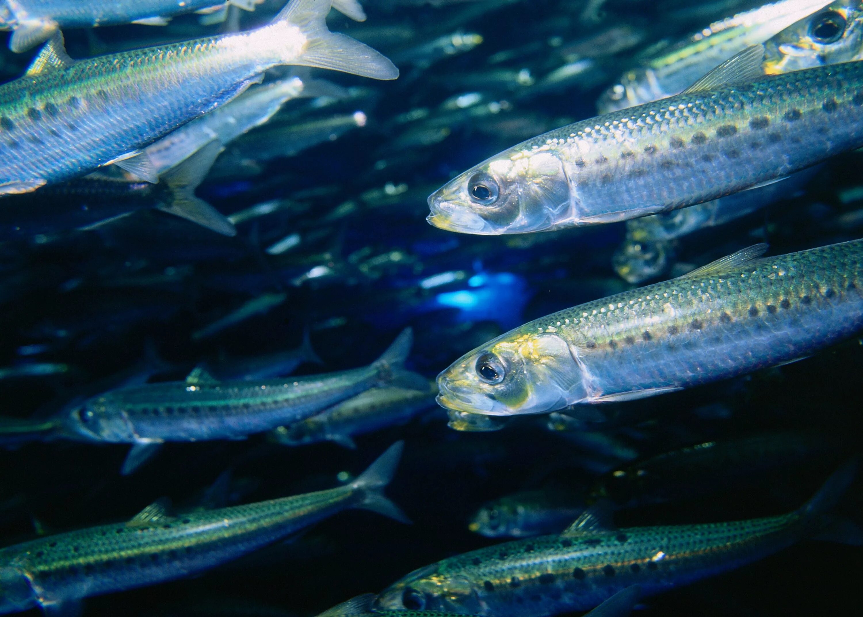 Fish warm. Сардины. Сардины в воде. Сардины фото рыбы. Сардина в естественной среде обитания.