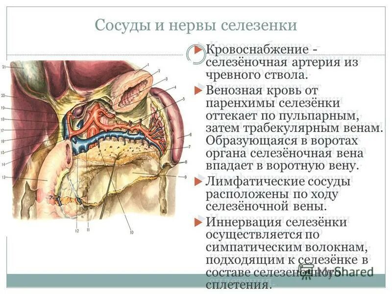 Куда оттекает