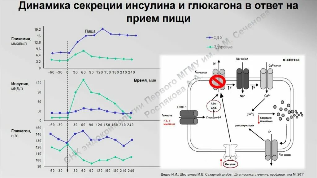 Динамика секреции инсулина. График выработки инсулина суточный. Фазы выброса инсулина. График уровень Глюкозы инсулина. Голод после инсулина