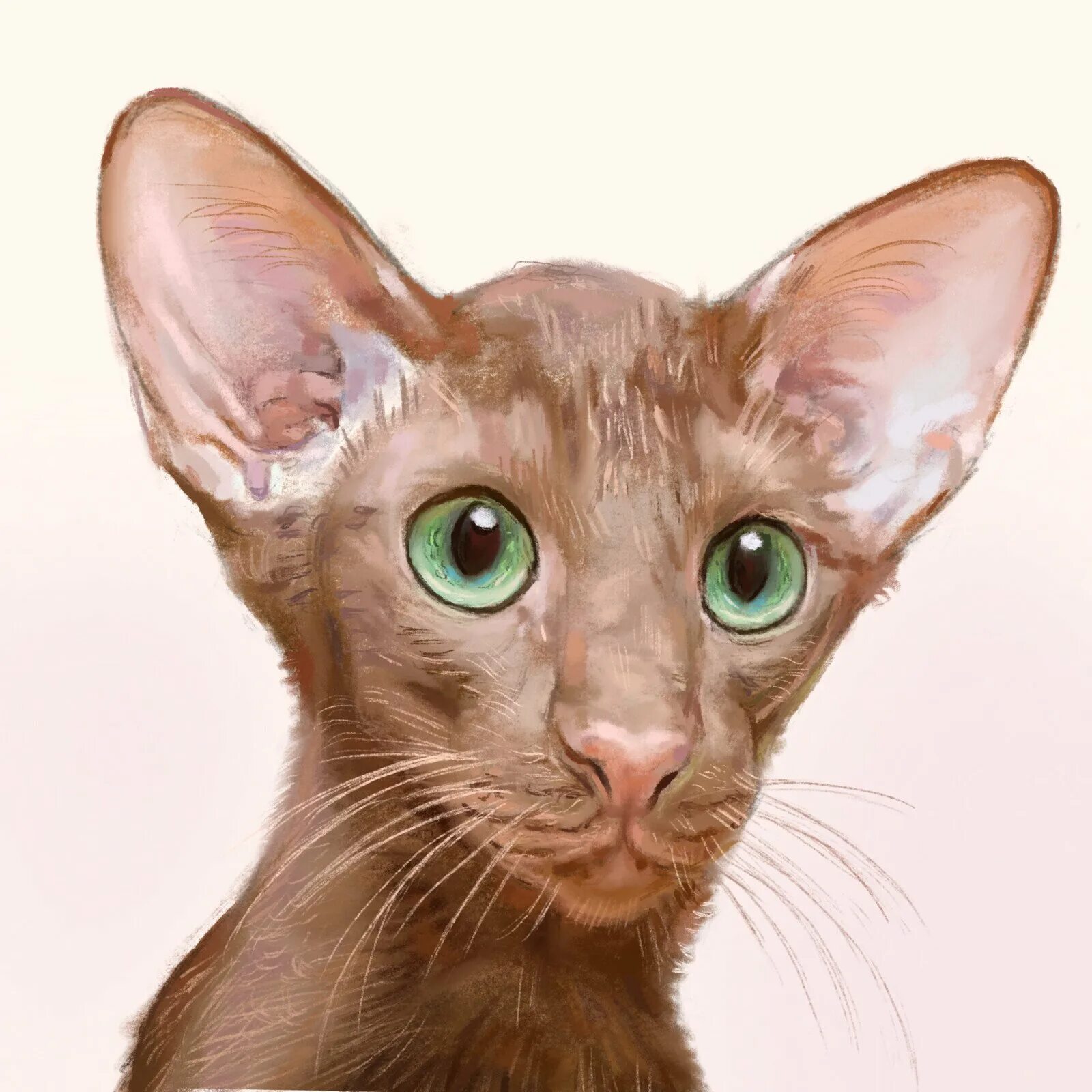 Ориентальная кошка. Порода Ориентал Добби. Кот грузин порода Ориентал. Ушастый кот порода Ориентал.