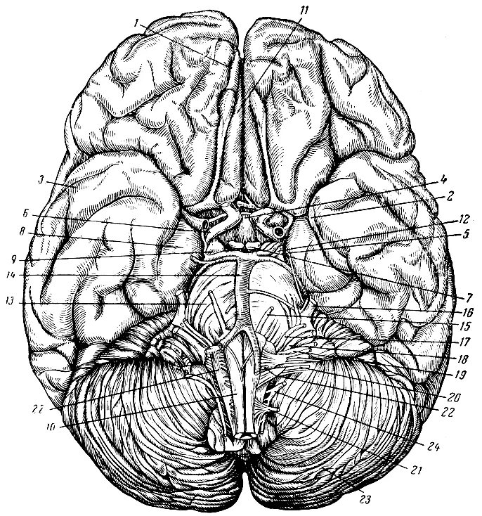 Строение головного мозга снизу. Головной мозг анатомия Синельников. Нижняя поверхность головного мозга анатомия. Черепные нервы нижняя поверхность головного мозга. Мозг снизу