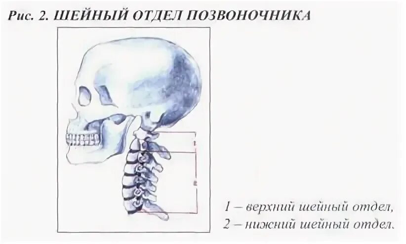 Характеристики позвонков шейного отдела. Шейный отдел позвоночника рисунок. Особенностями для шейных позвонков являются:. 7 Позвонок шейного отдела. Шейный отдел позвоночника анатомия рисунок.