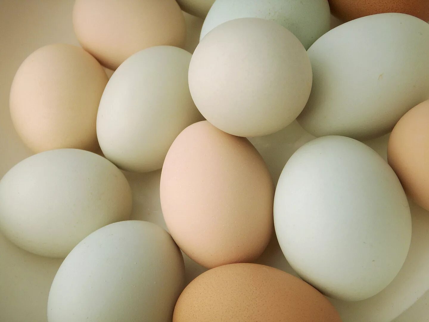 Eggs wiki