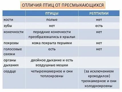 Сходства и различия птиц и рептилий