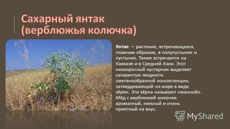 В какой природной зоне обитает верблюжья колючка. Верблюжья колючка среда обитания. Растения Астраханской области верблюжья колючка. Джантак верблюжья колючка. Растения пустыни верблюжья колючка.