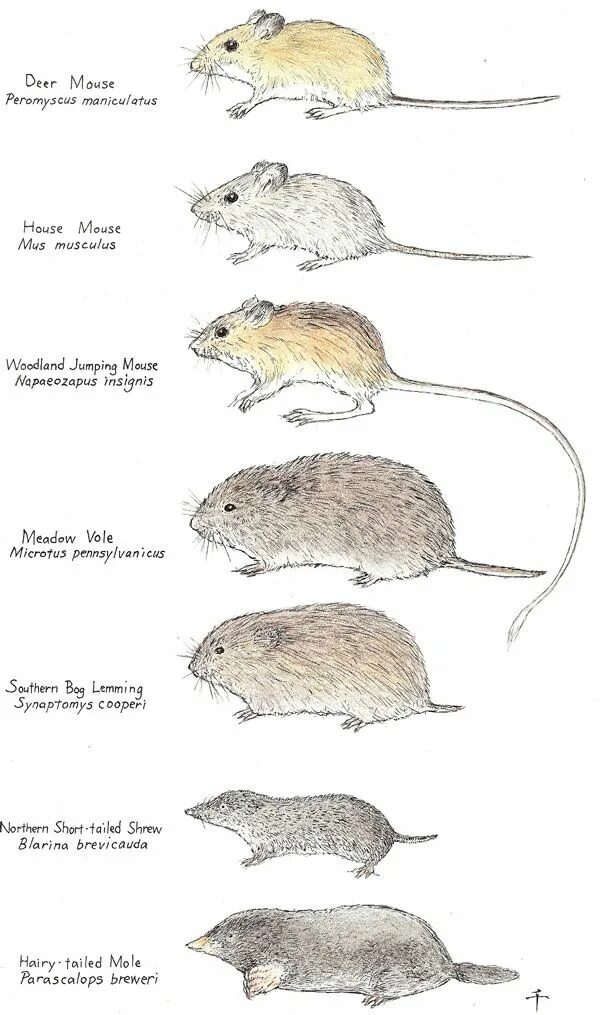 Полевая мышь и полевка отличие. Мышь полевка или крыса отличие. Мышь полевка и домовая отличия. Мышь полевка Размеры.