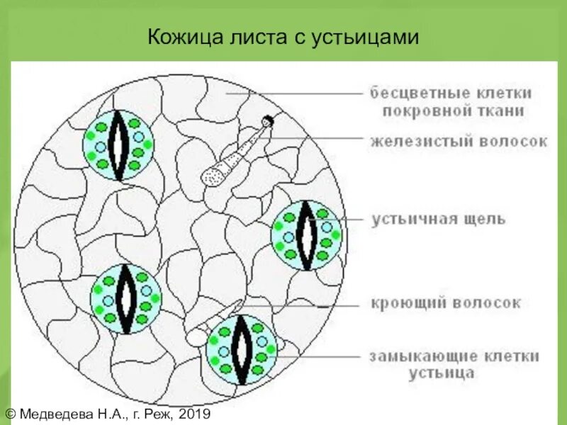 Покровная ткань эпидермис листа герани. Покровная ткань с устьицами. Эпидермис, строение устьица. Строение покровной ткани устьица.