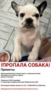 Пришла чужая собака примета