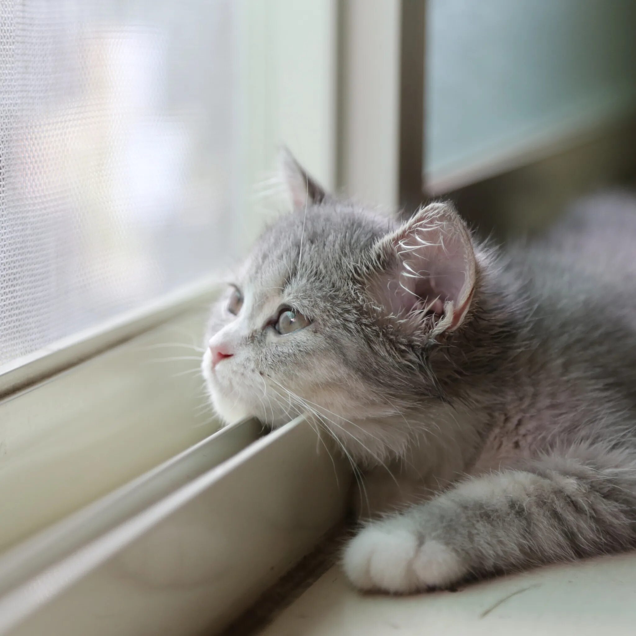 Кот скучает. Кошка грустит. Грустный котик. Котенок ждет. Соскучилась по дому