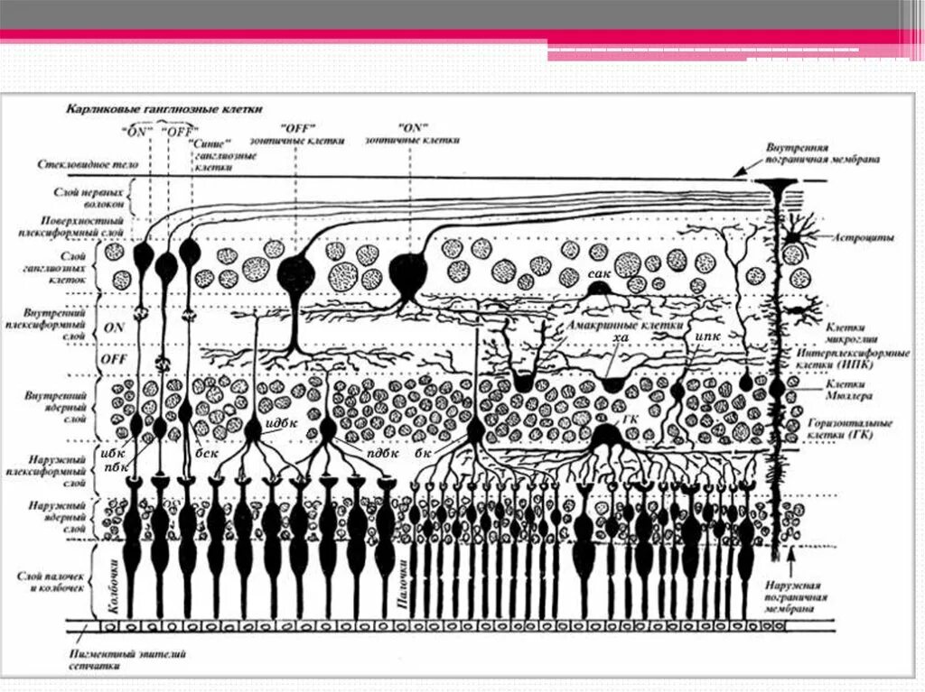 Схема гистологического строения сетчатки. Строение сетчатки глаза гистология. Схема строения сетчатки глаза гистология. Схема строения глазного яблока гистология.